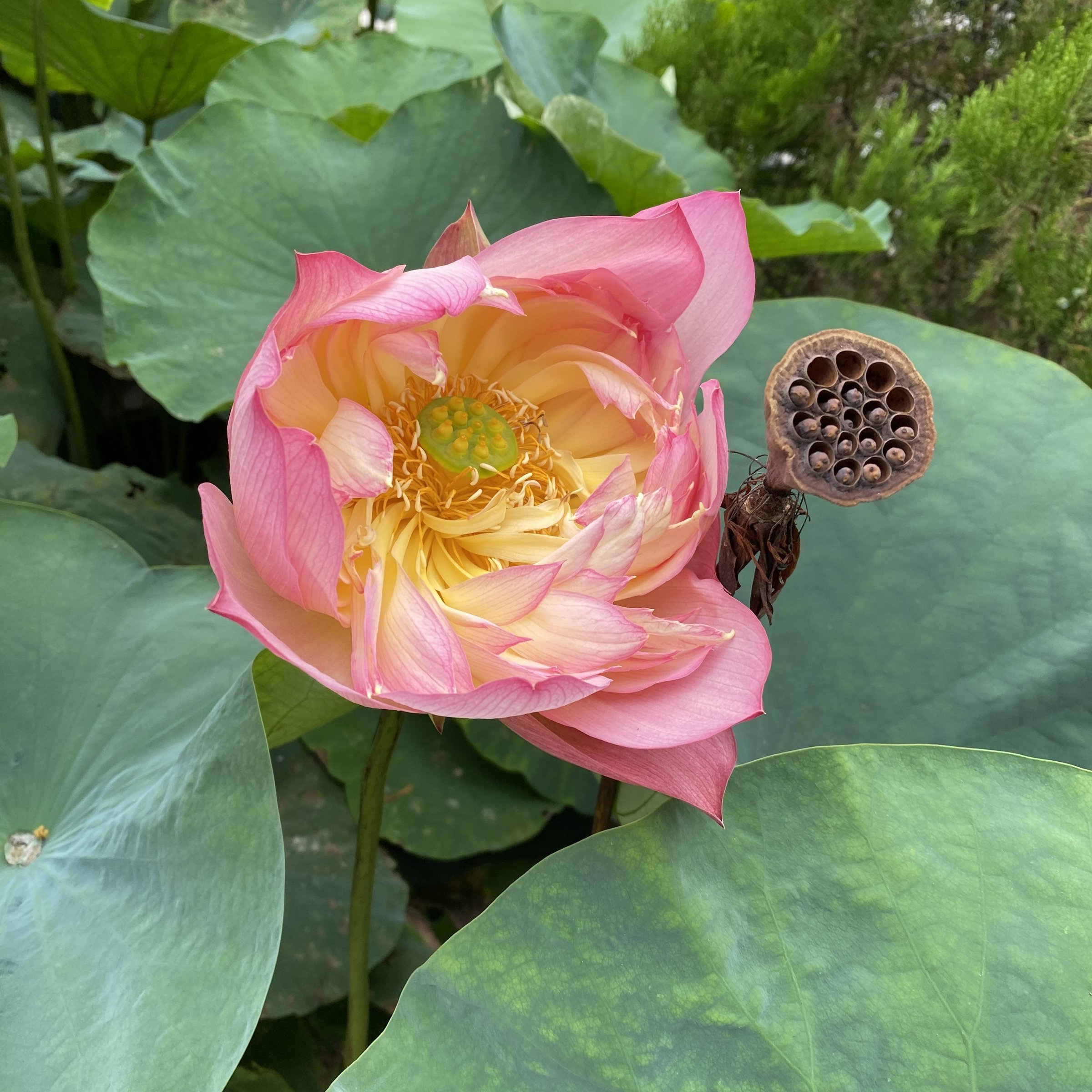 石城錦繡,重台形,碟狀花態,複色花,著花較密,中株型,南京育種