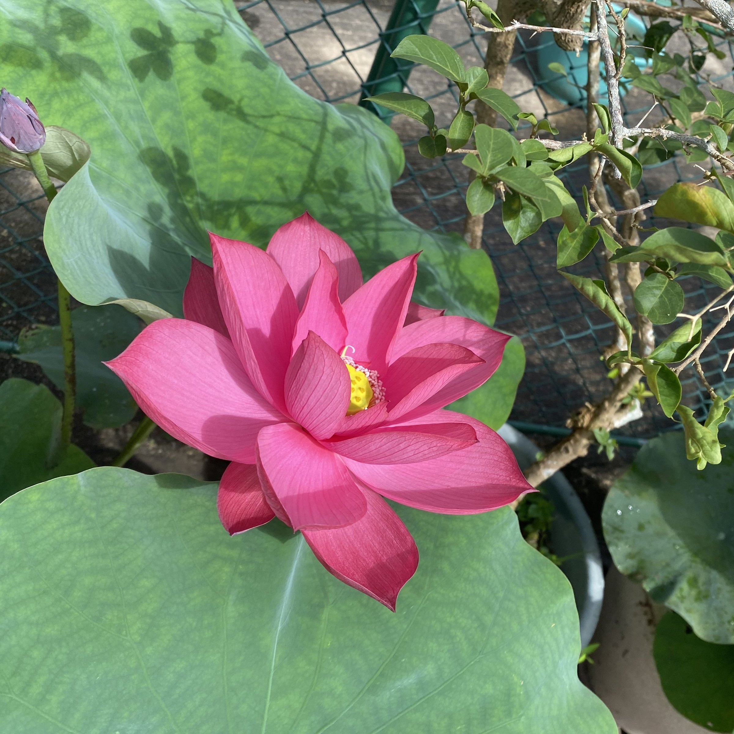 古都紅墻