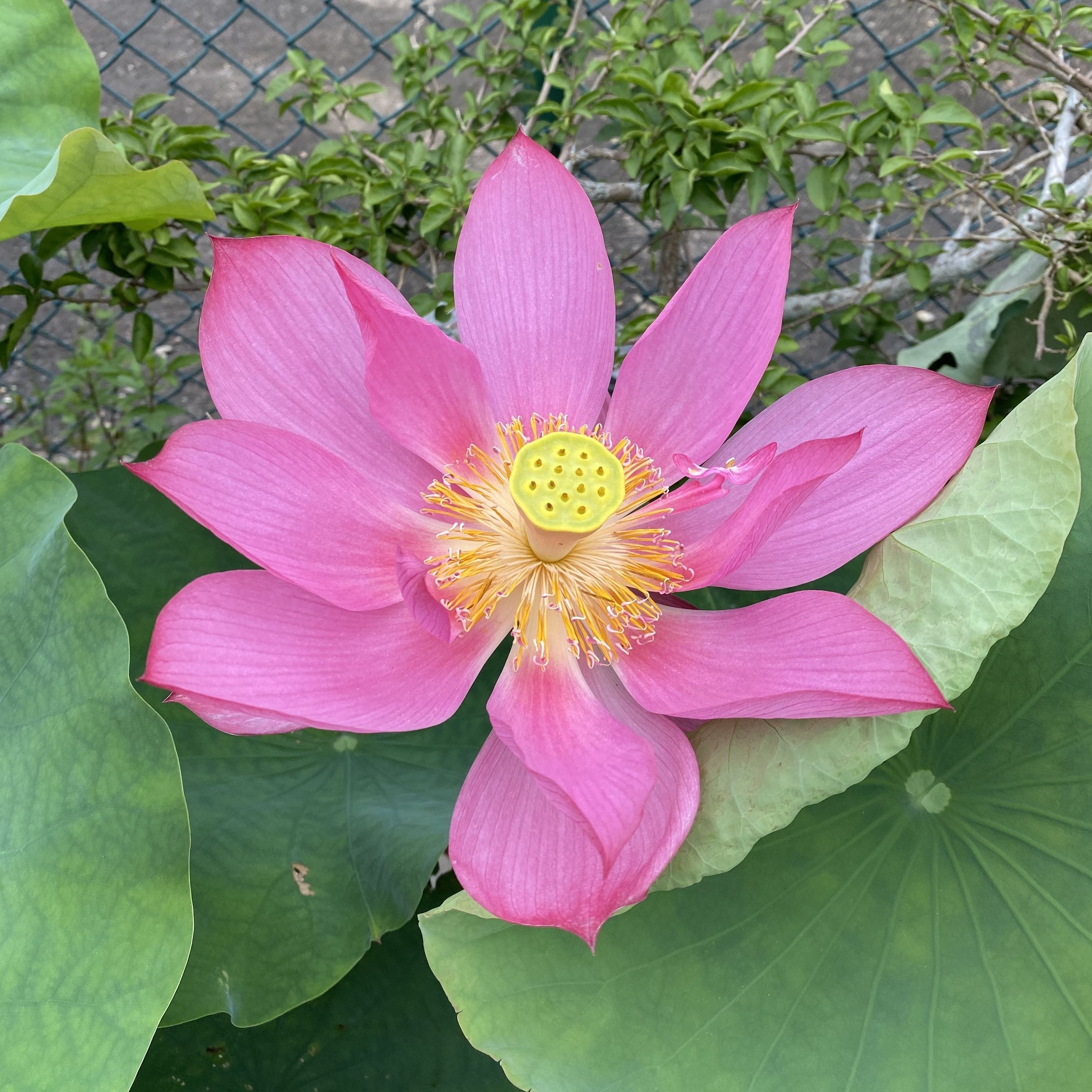 古都紅墻