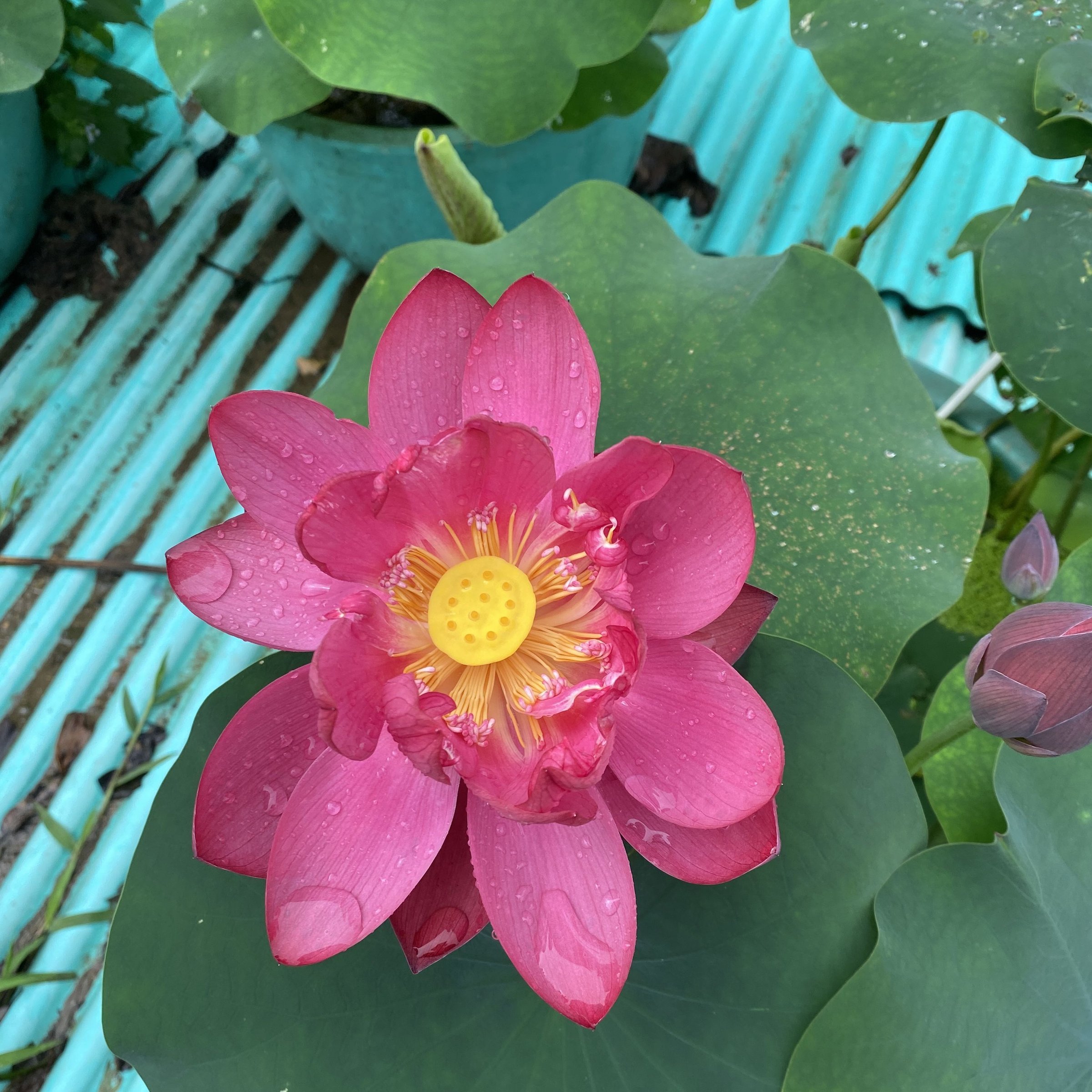 古都南煙