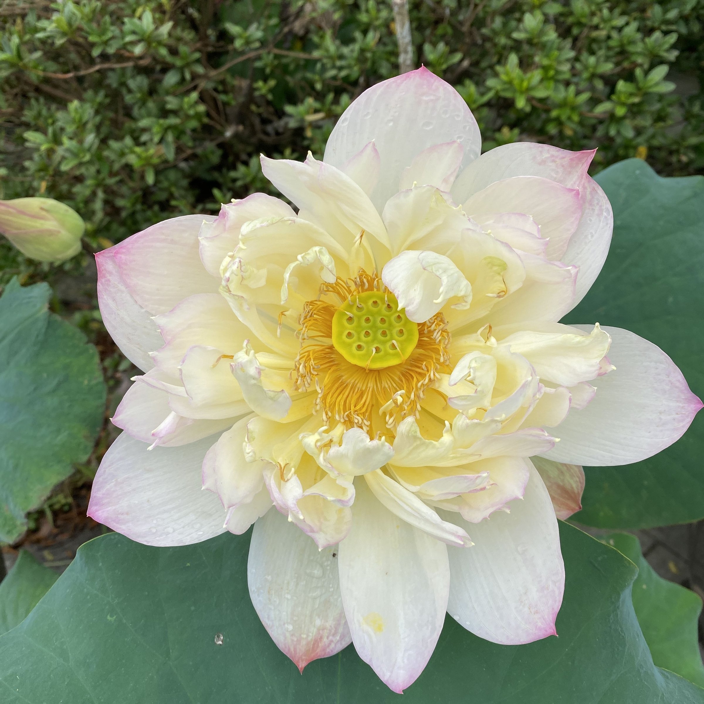 水粉畫