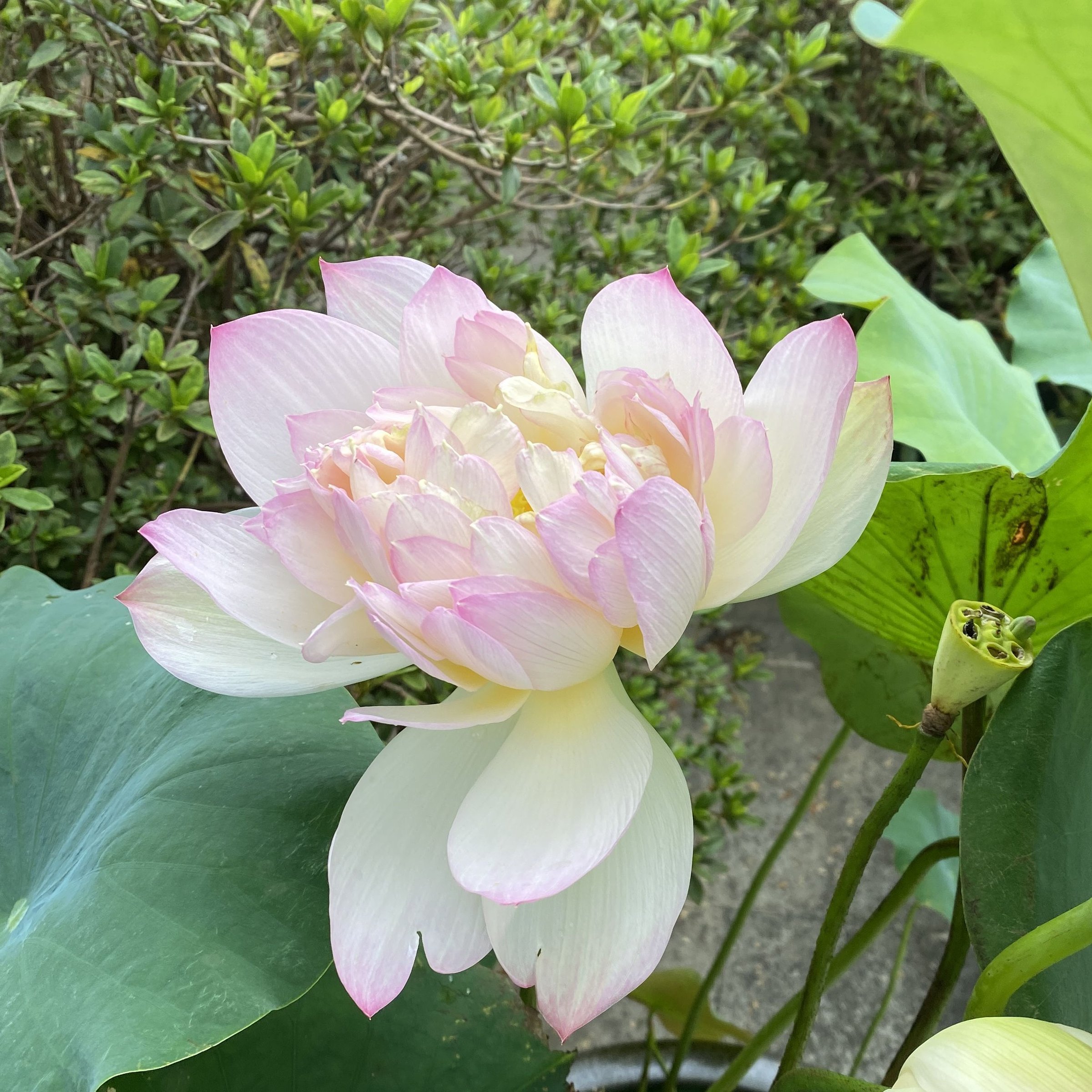 水粉畫