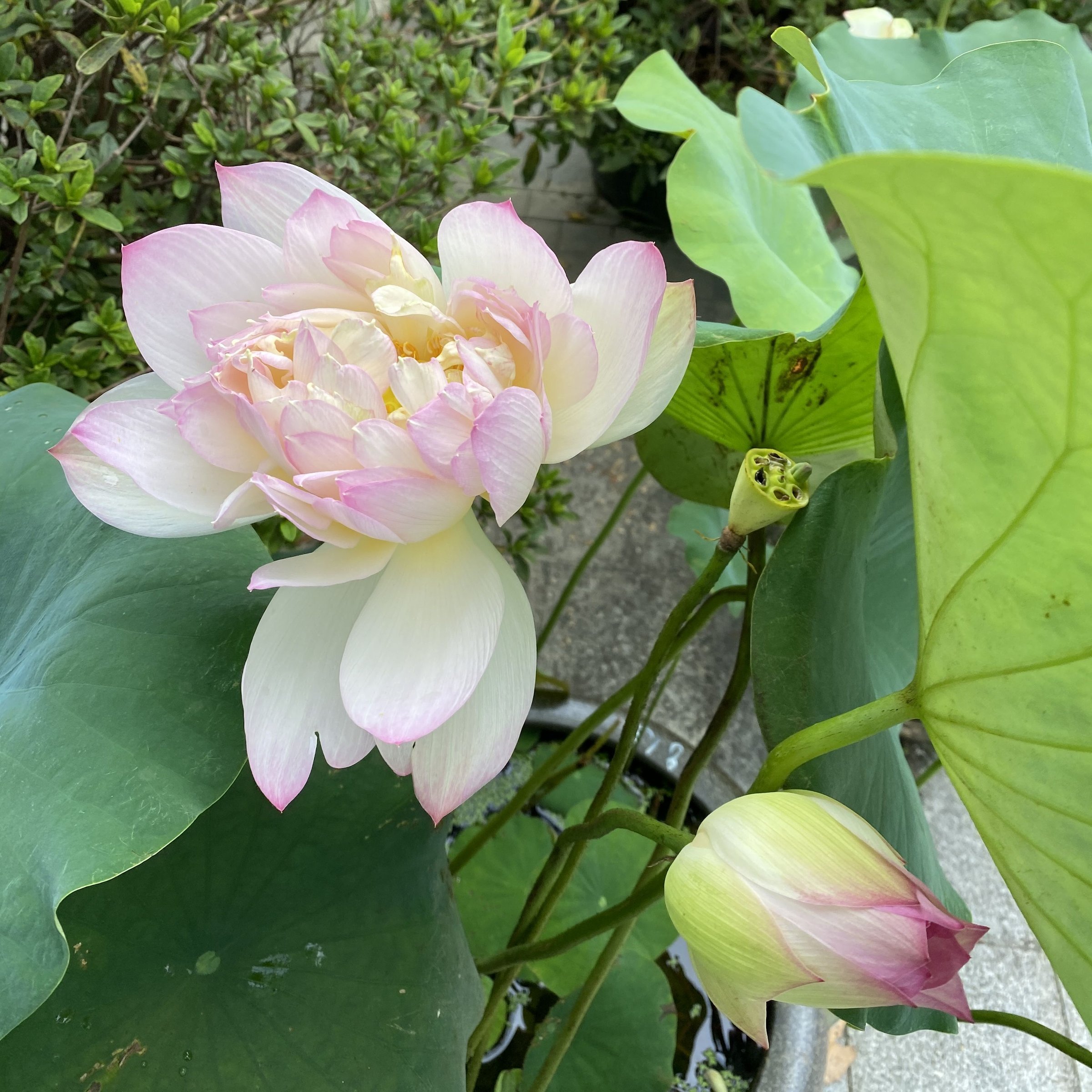 水粉畫